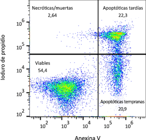 Apoptosis